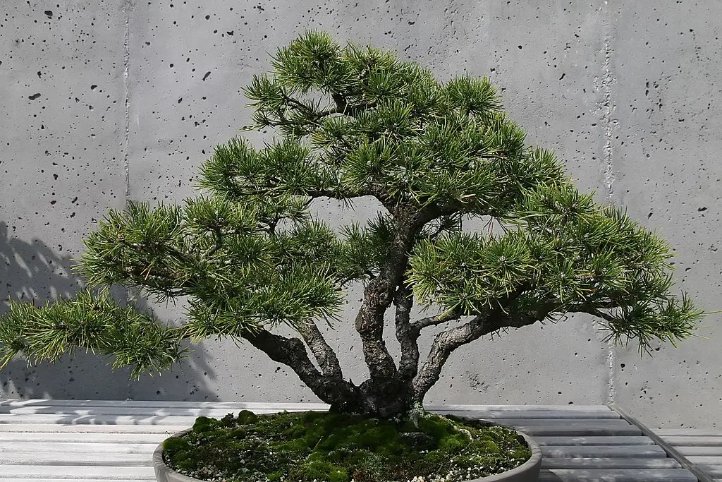 Dwarf Mountain Pine Seeds - Image 3