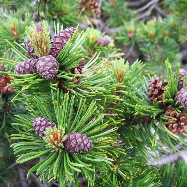 Dwarf Mountain Pine Seeds