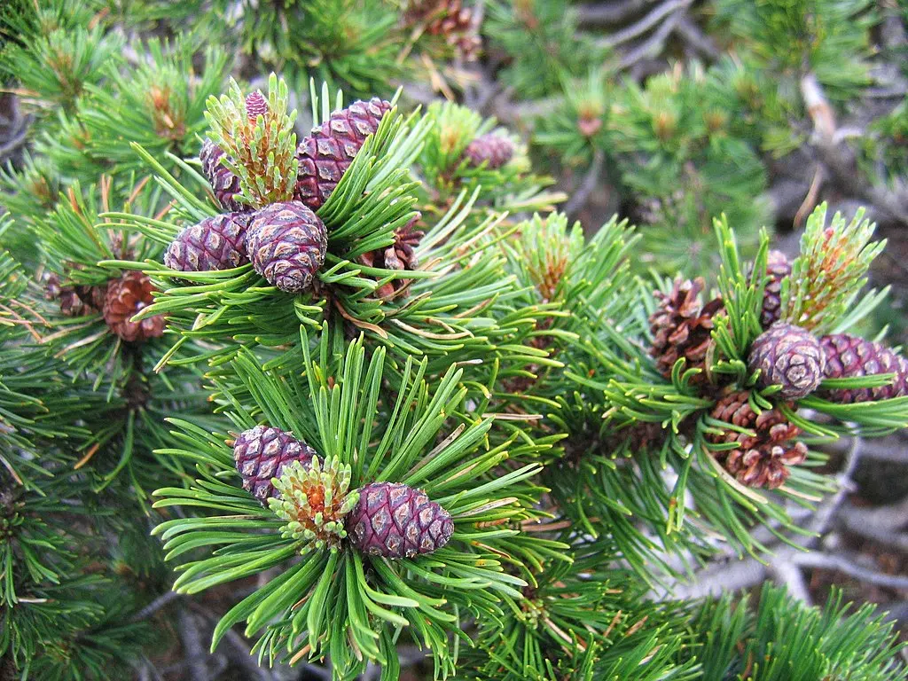 Dwarf Mountain Pine var. mughus Seeds - Image 4