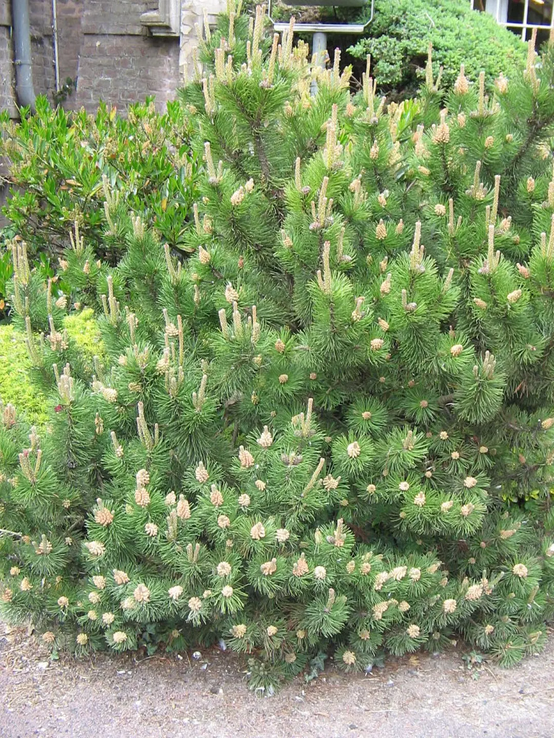 Dwarf Mountain Pine var. mughus Seeds - Image 3