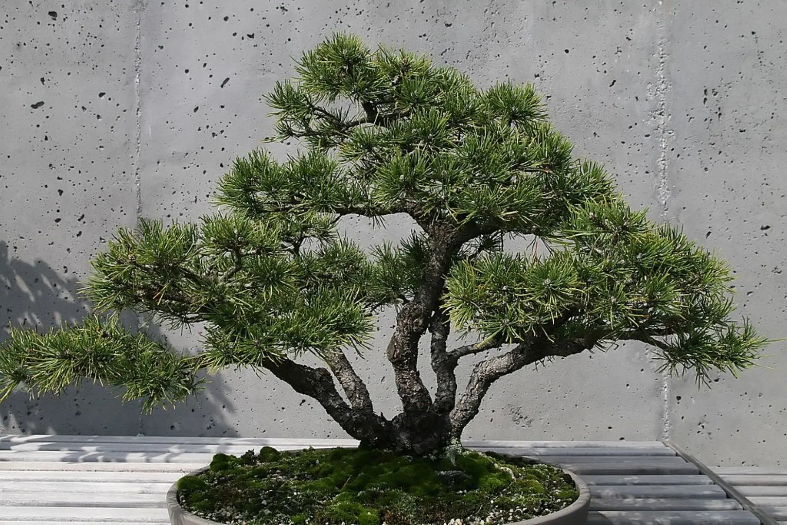 Dwarf Mountain Pine var. mughus Seeds - Image 2