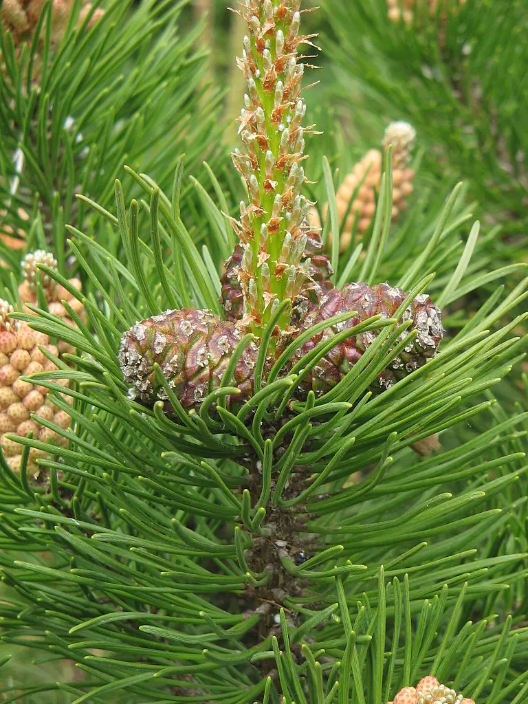Dwarf Mountain Pine var. mughus Seeds