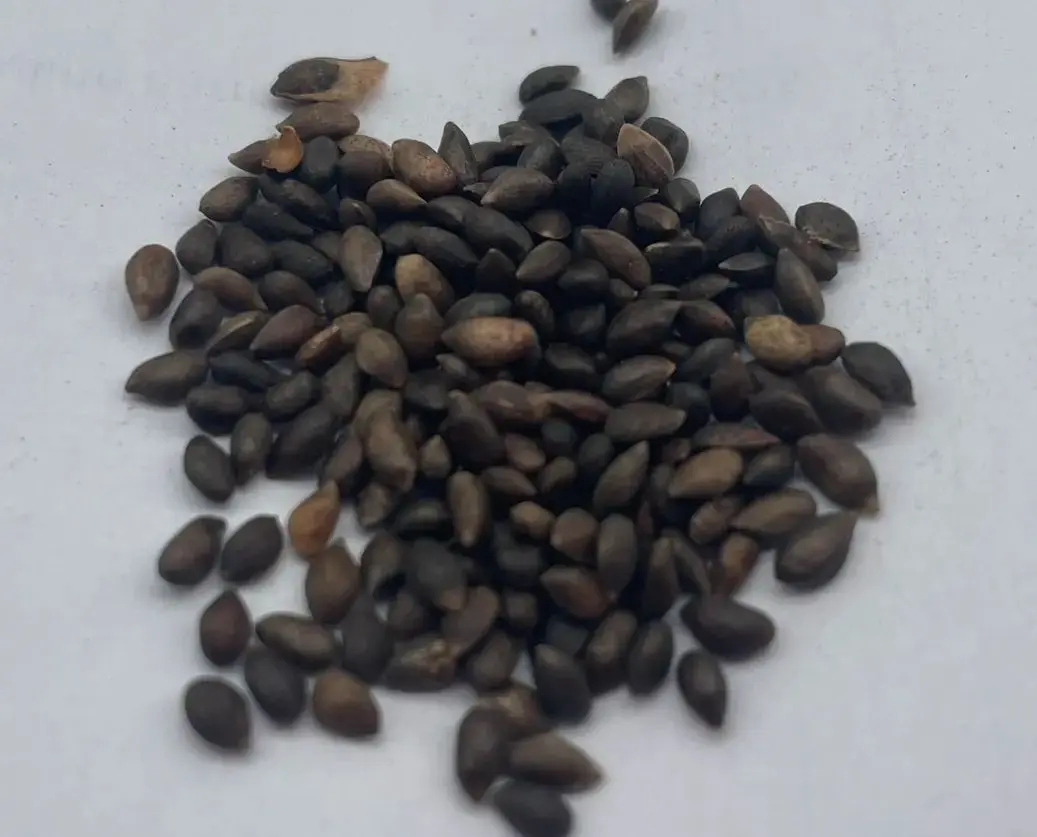 Dwarf Mountain Pine var. mughus Seeds - Image 6