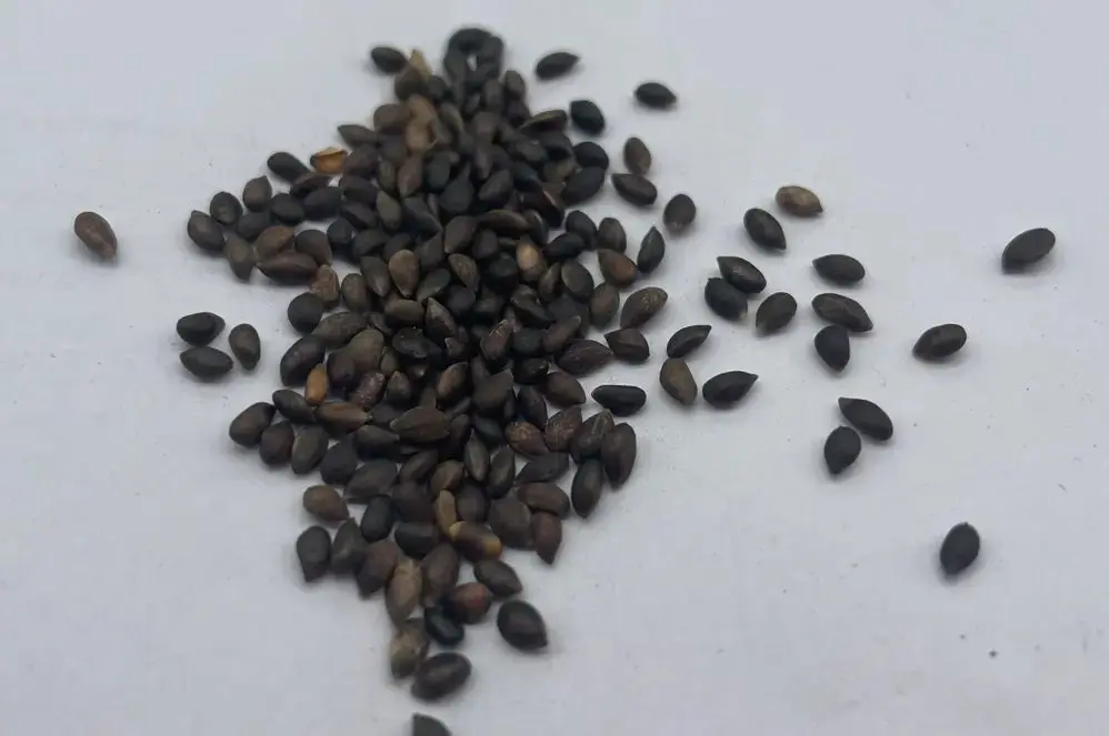Dwarf Mountain Pine Seeds - Image 4