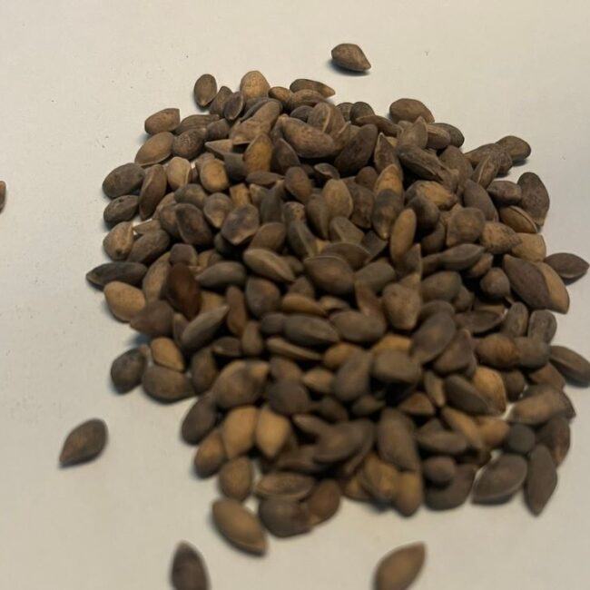 Pinus nigra - Austrian Pine Seeds