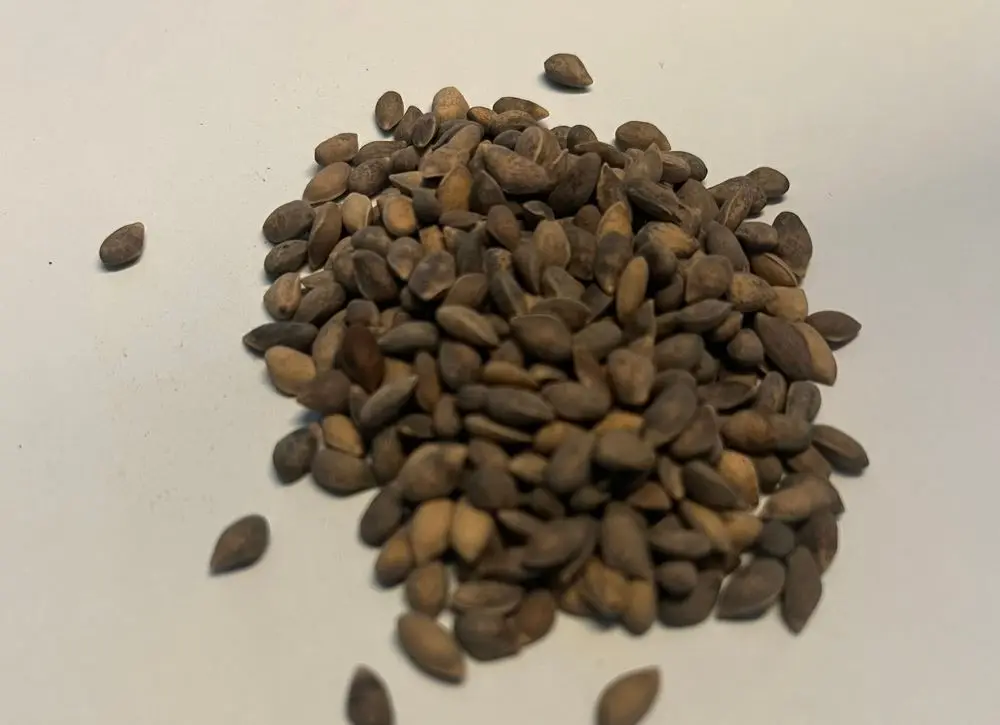 Pinus nigra - Austrian Pine Seeds