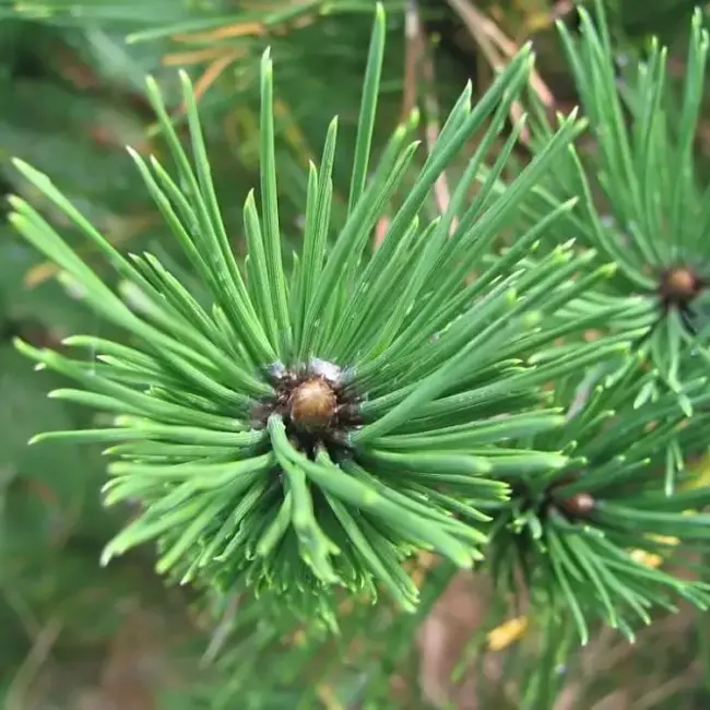 Austrian Pine Seeds - Image 2
