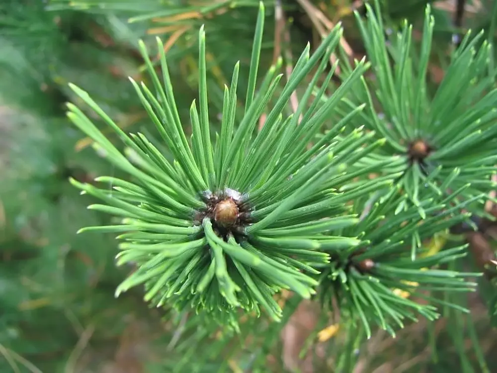 Austrian / European Black Pine Seeds - Image 2