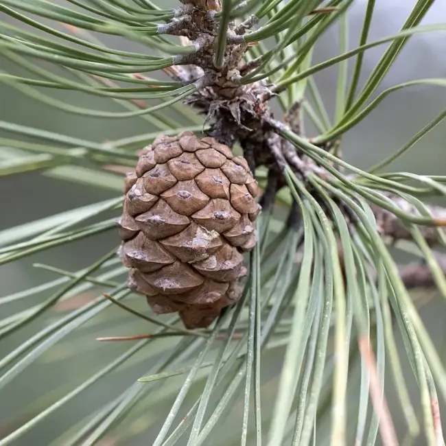 Austrian Pine Seeds