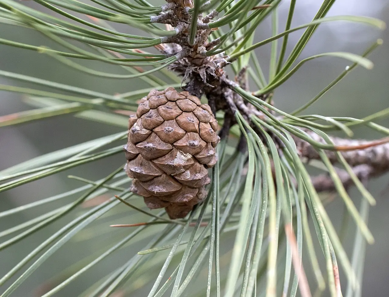 Austrian / European Black Pine Seeds