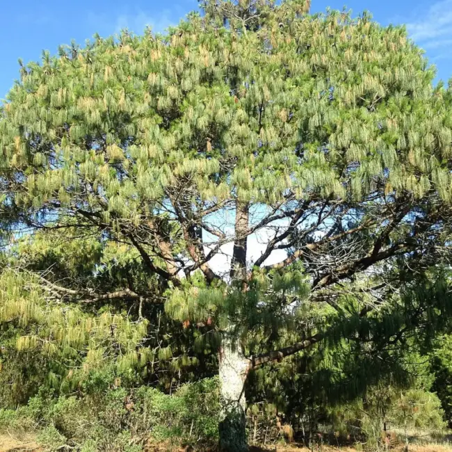 Mexican Weeping Pine Seeds - Image 5