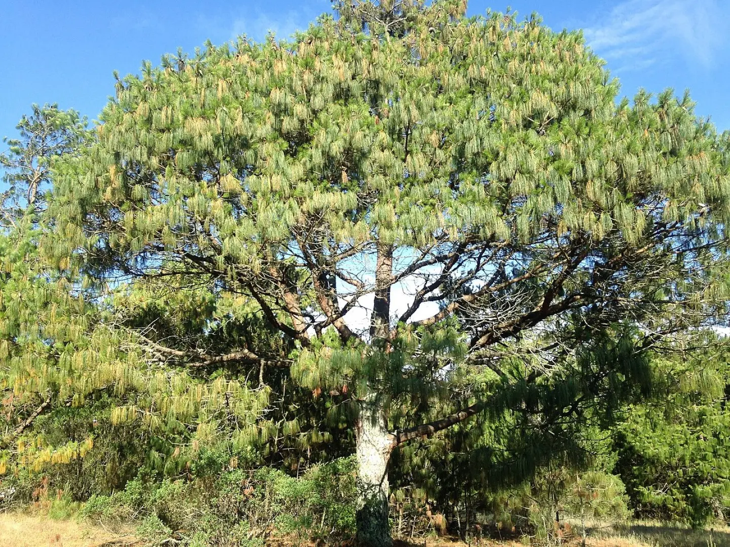 Mexican Weeping Pine Seeds - Image 5
