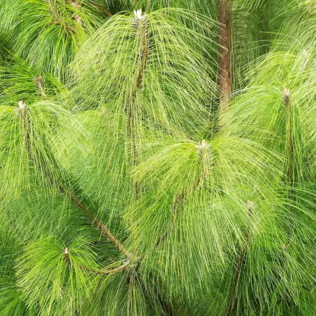 Mexican Weeping Pine Seeds - Image 2