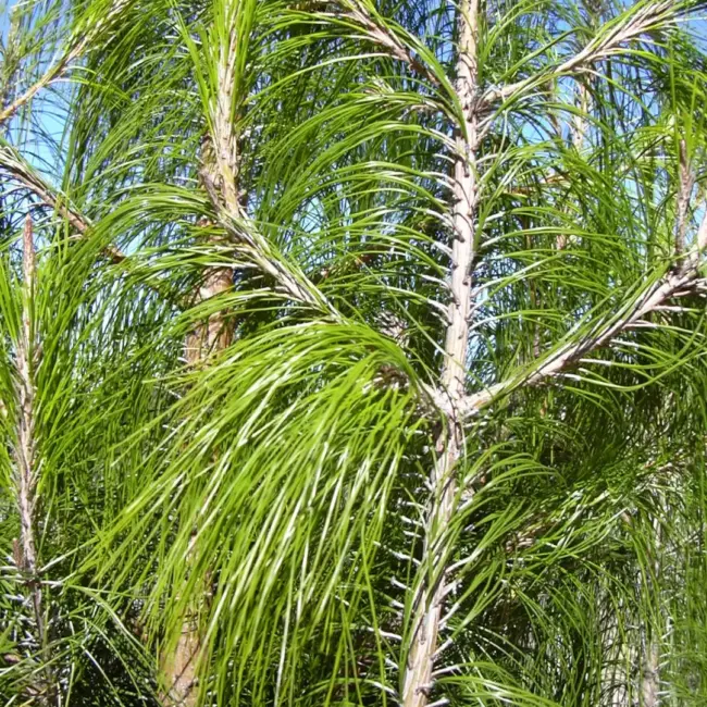 Mexican Weeping Pine Seeds - Image 3