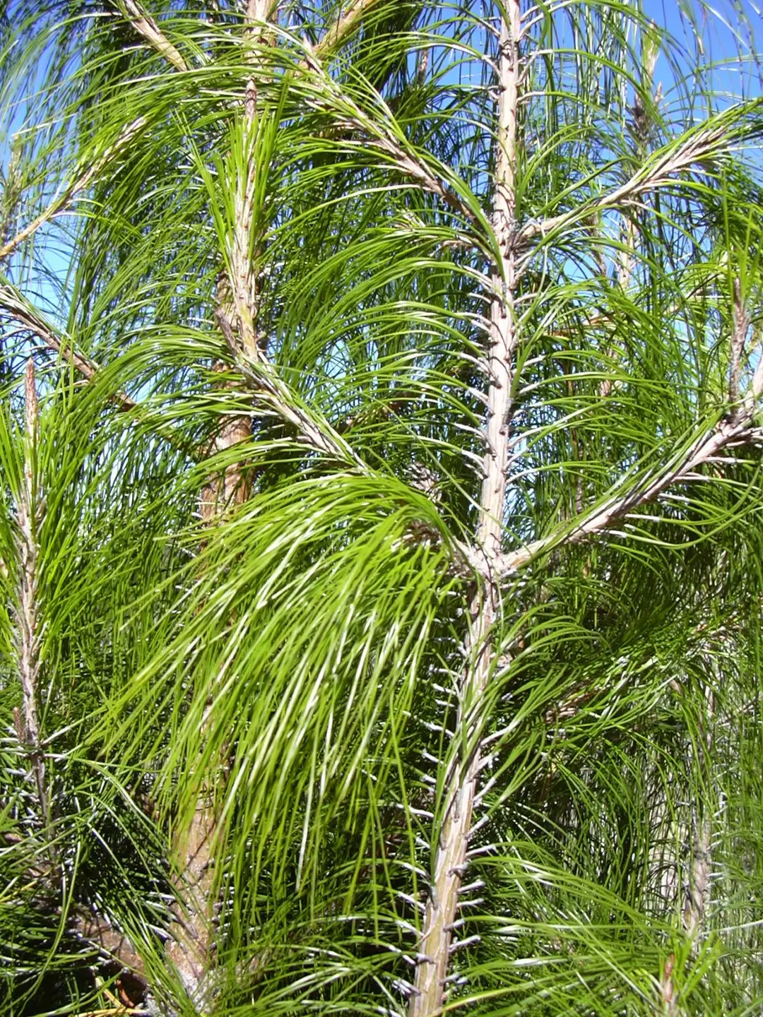 Mexican Weeping Pine Seeds - Image 3