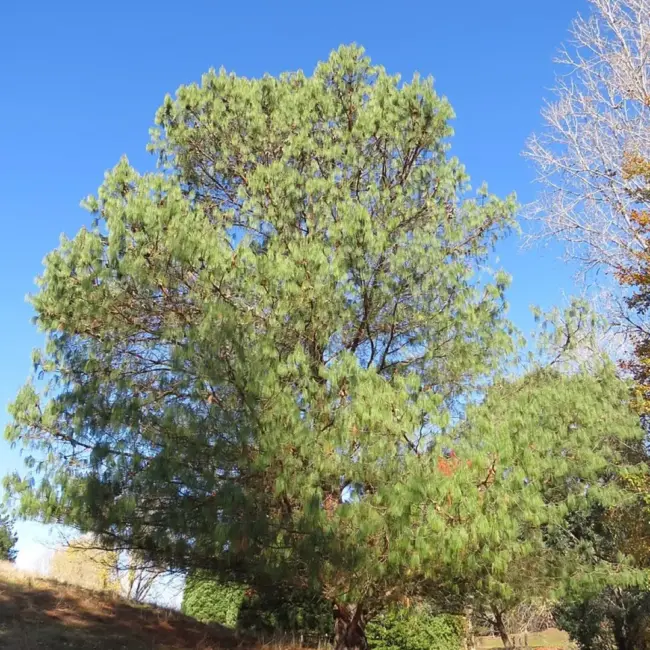 Mexican Weeping Pine Seeds - Image 4