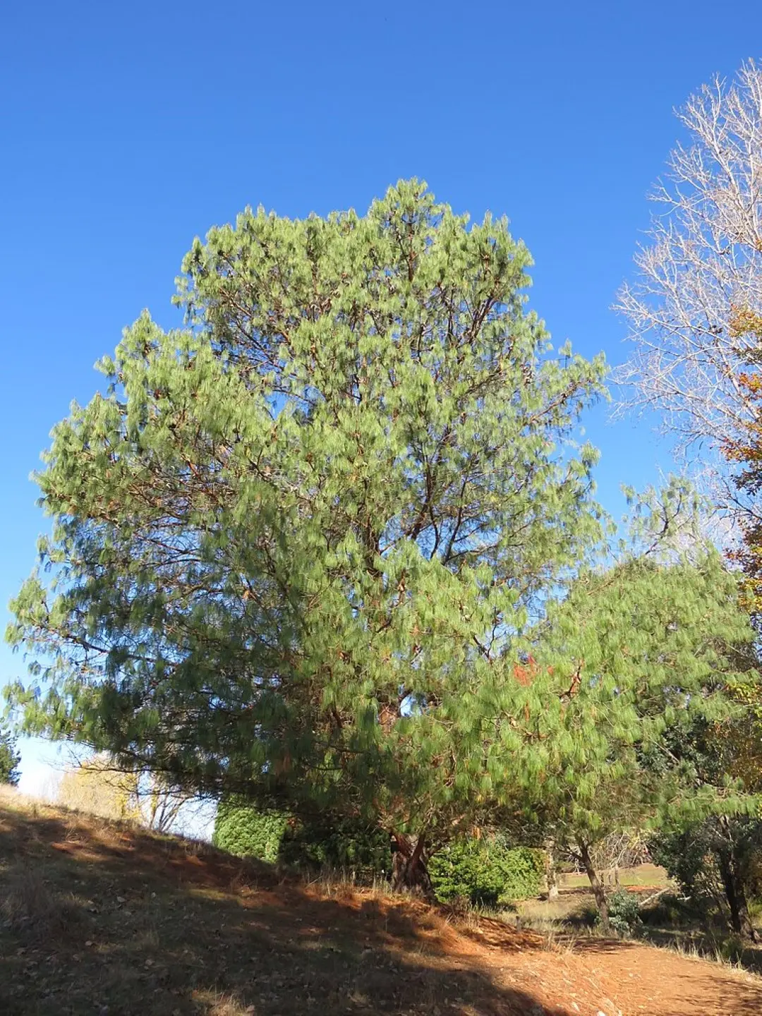 Mexican Weeping Pine Seeds - Image 4