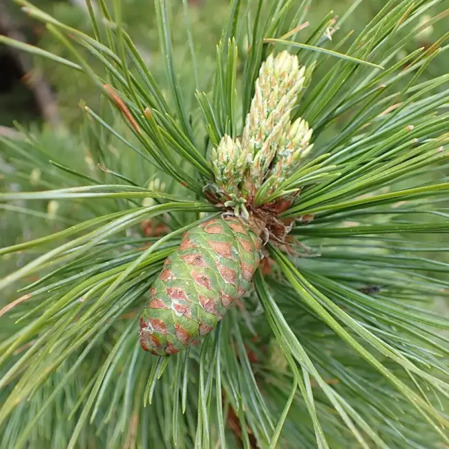 Macedonian Pine Seeds