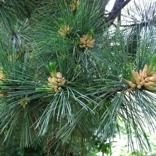 Macedonian Pine Seeds - Image 3