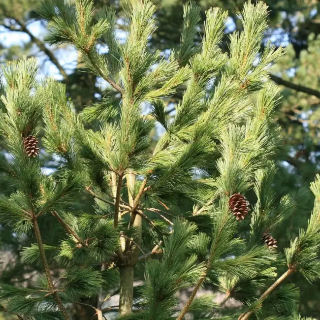 Macedonian Pine Seeds - Image 2