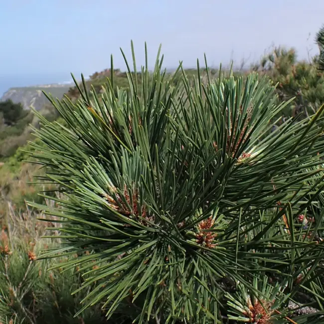 Maritime Pine Seeds - Image 3