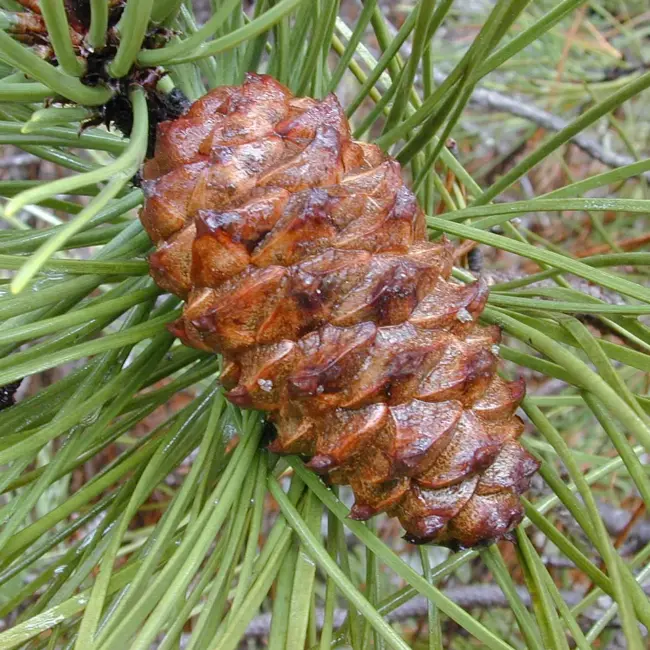 Maritime Pine Seeds