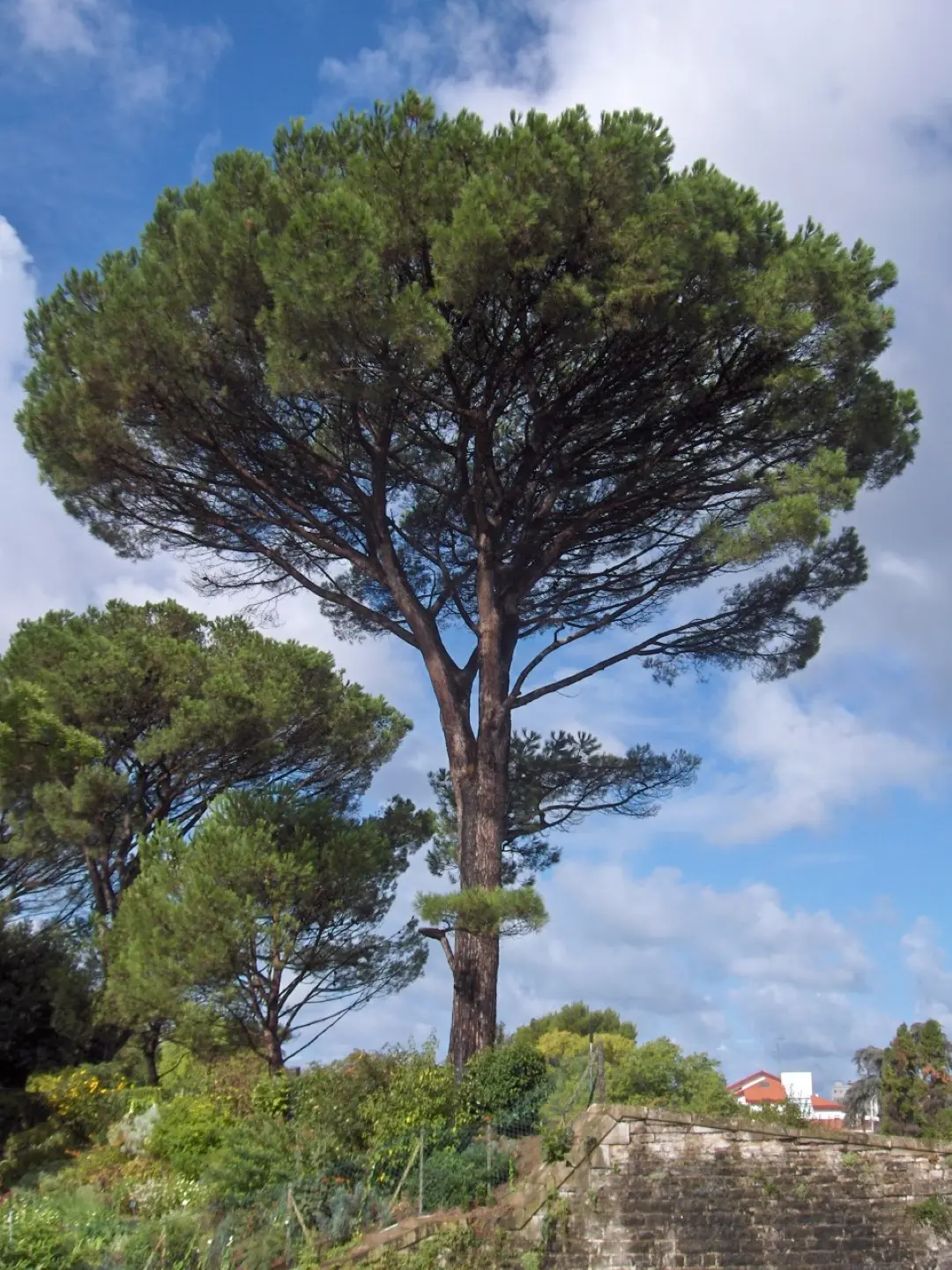Stone Pine Seeds - Image 4