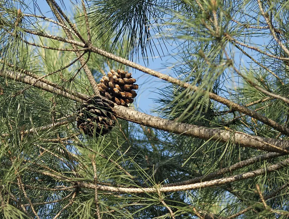 Stone Pine Seeds