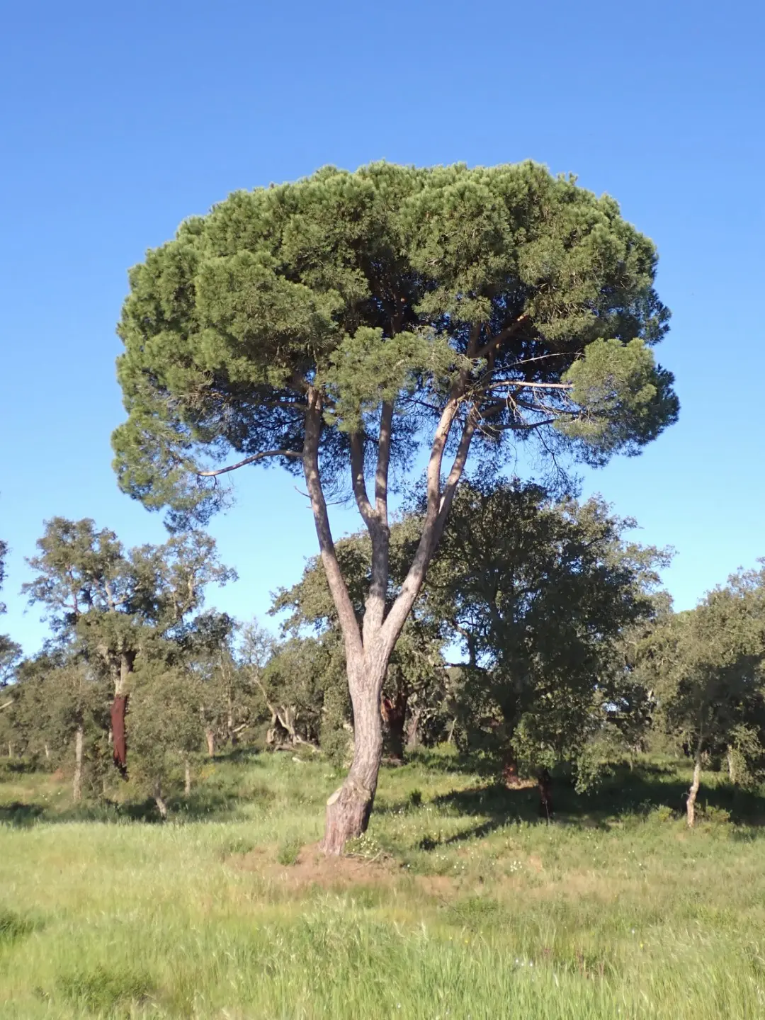 Stone Pine Seeds - Image 3