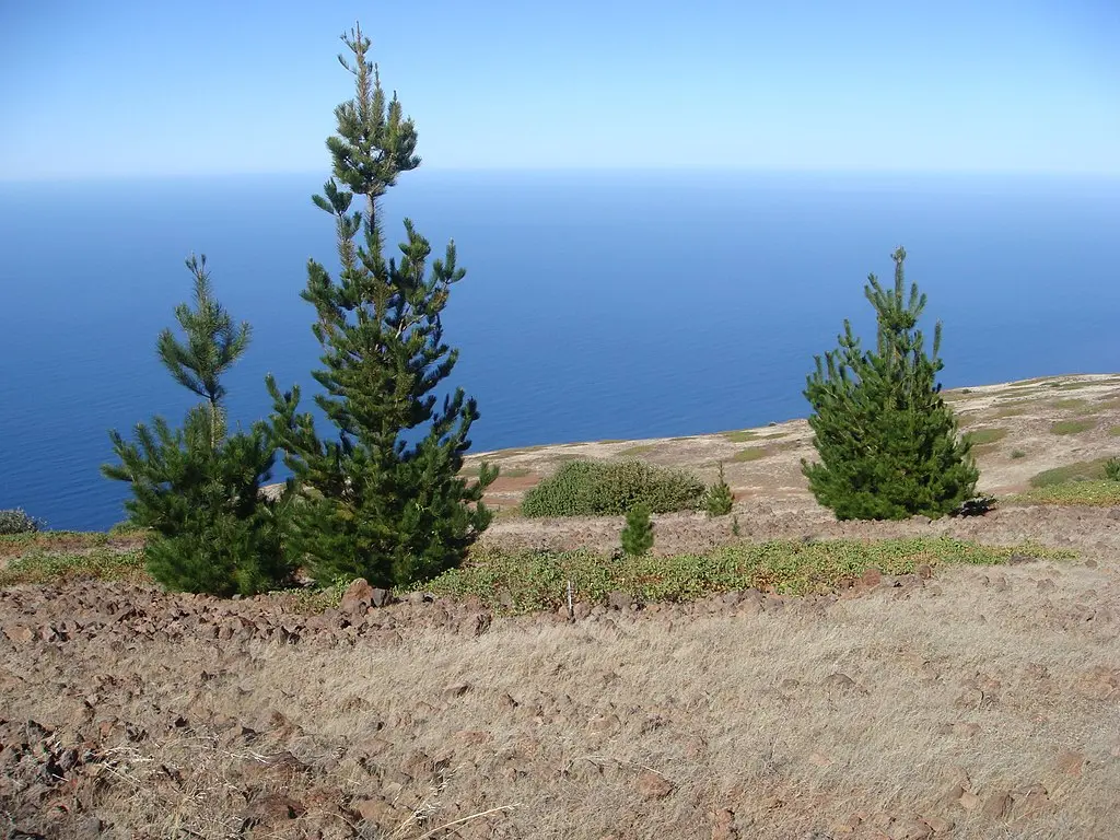 Monterey Pine Seeds - Image 3
