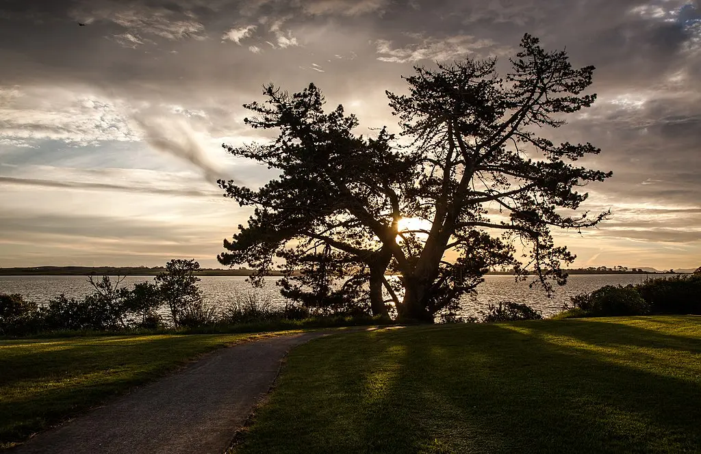 Monterey Pine Seeds - Image 2