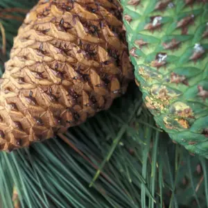 pinus-radiata-monterey-pine-seeds.jpg