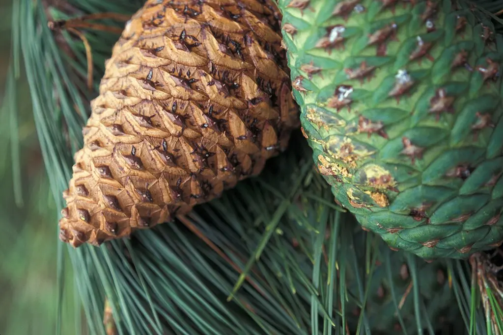 Monterey Pine Seeds