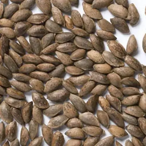 Weymouth / Eastern White Pine Seeds - Image 4