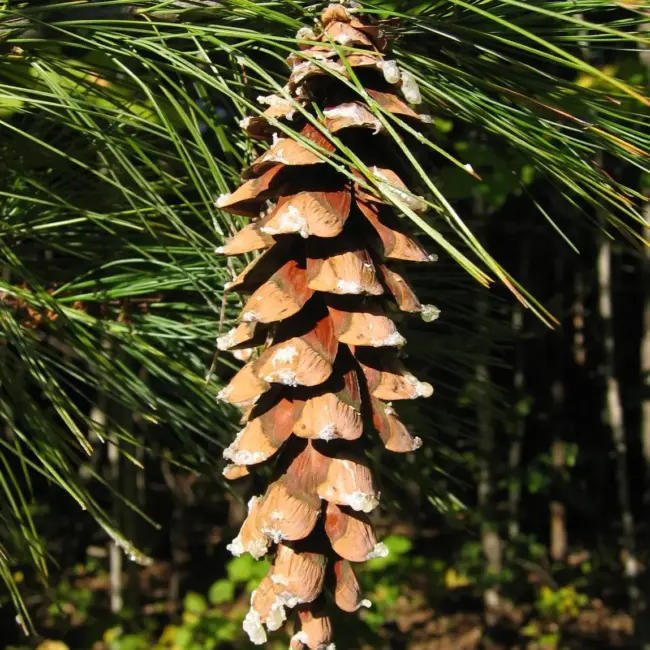 Weymouth / Eastern White Pine Seeds