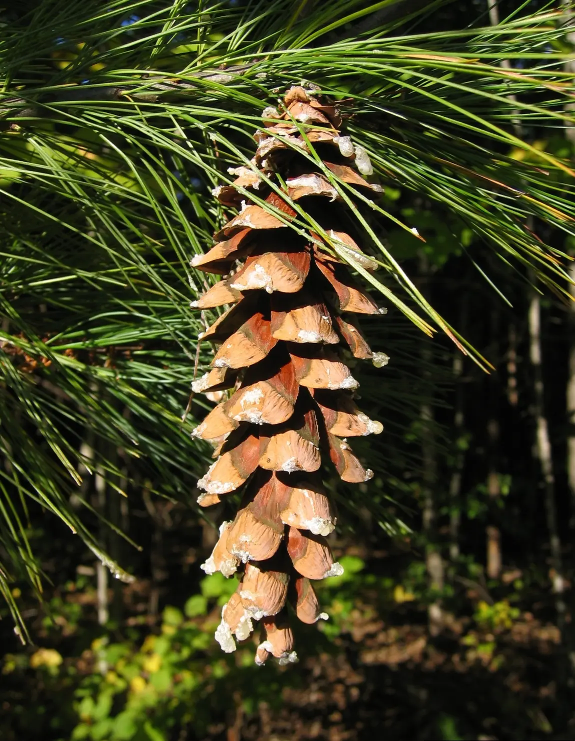 Weymouth / Eastern White Pine Seeds