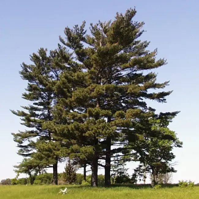 Weymouth / Eastern White Pine Seeds - Image 3