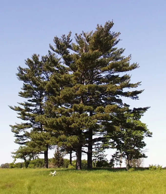 Weymouth / Eastern White Pine Seeds - Image 3