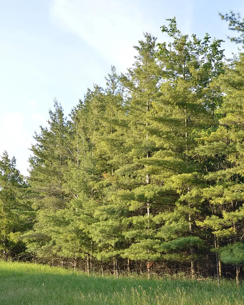 Weymouth / Eastern White Pine Seeds - Image 2