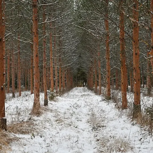 Scots Pine Seeds - Image 7