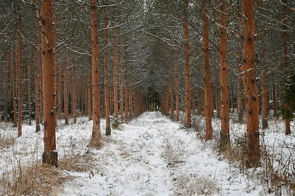 Scots Pine Seeds - Image 7