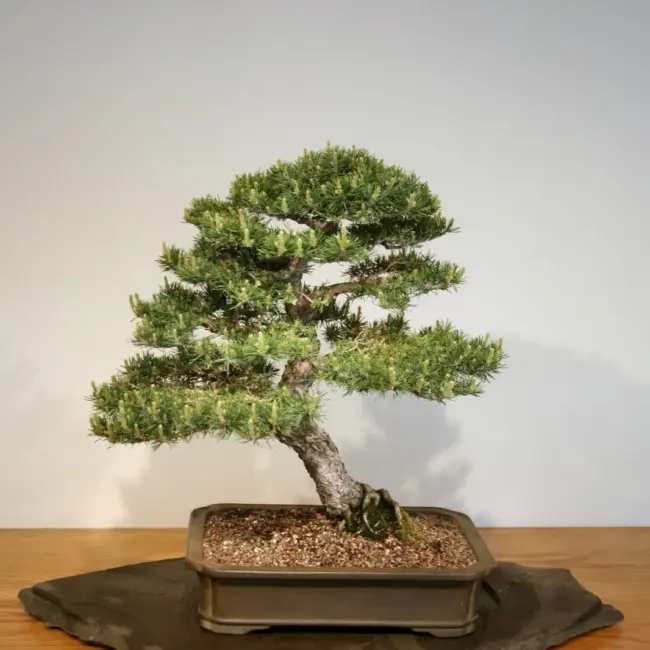 Scots Pine Seeds - Image 4