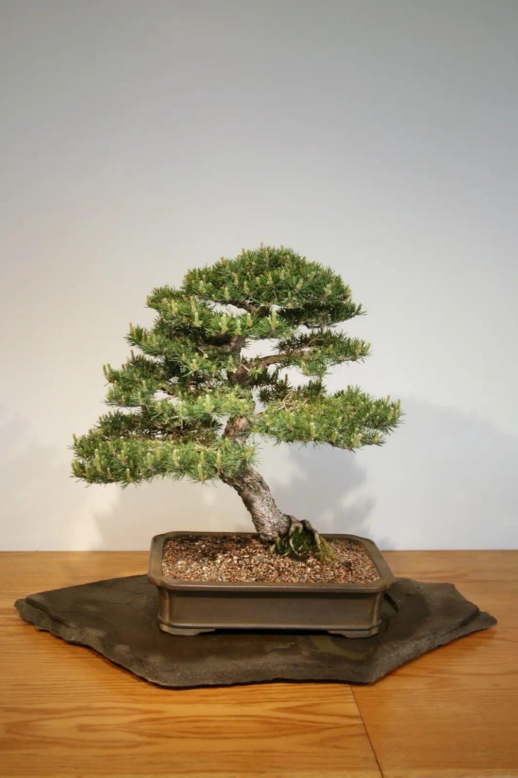 Scots Pine Seeds - Image 4