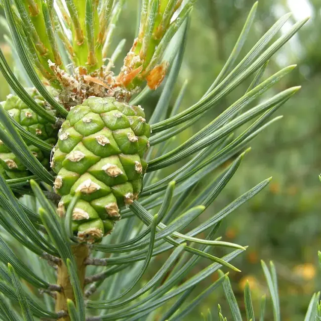 Scots Pine Seeds - Image 3
