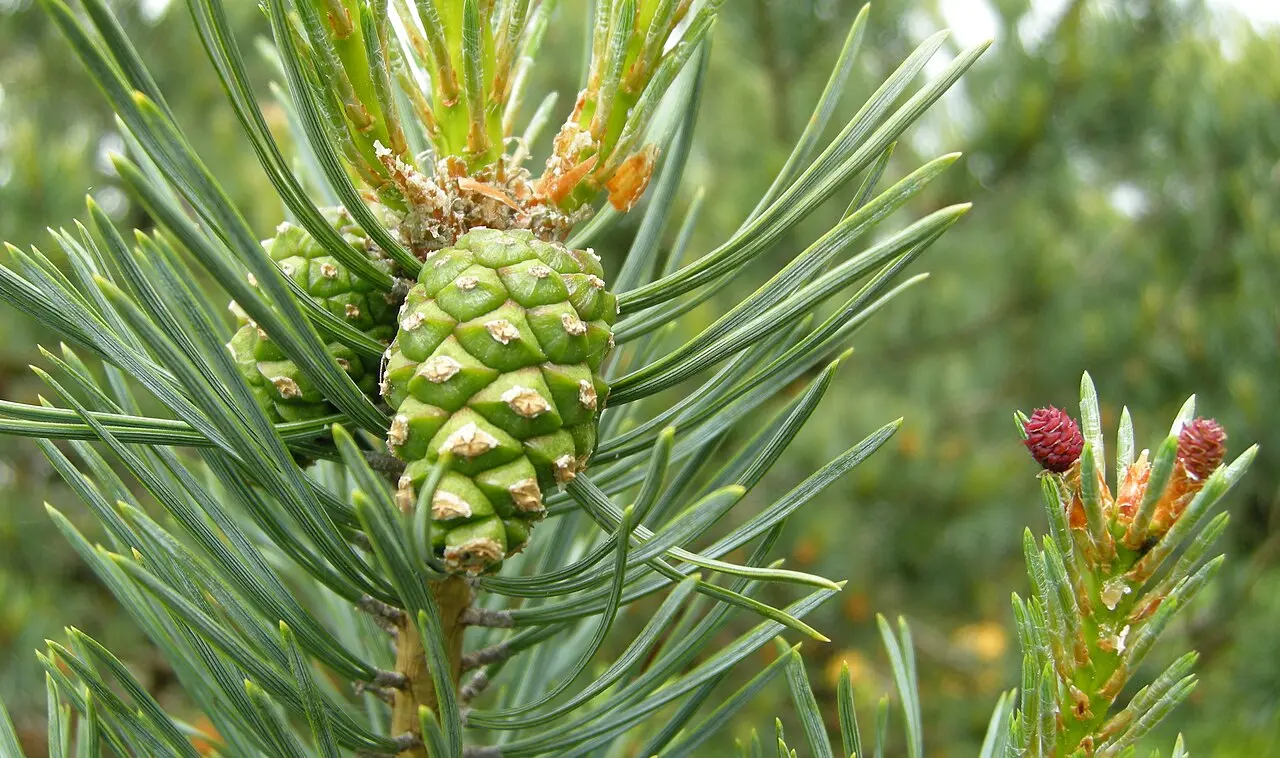 Scots Pine Seeds - Image 3