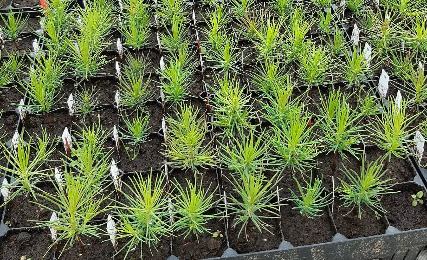Pinus sylvestris - Scots Pine Seeds