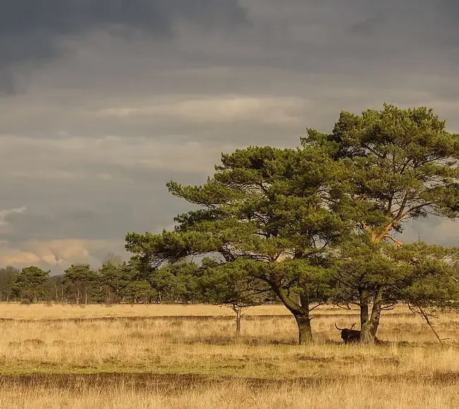 Scots Pine Seeds - Image 6