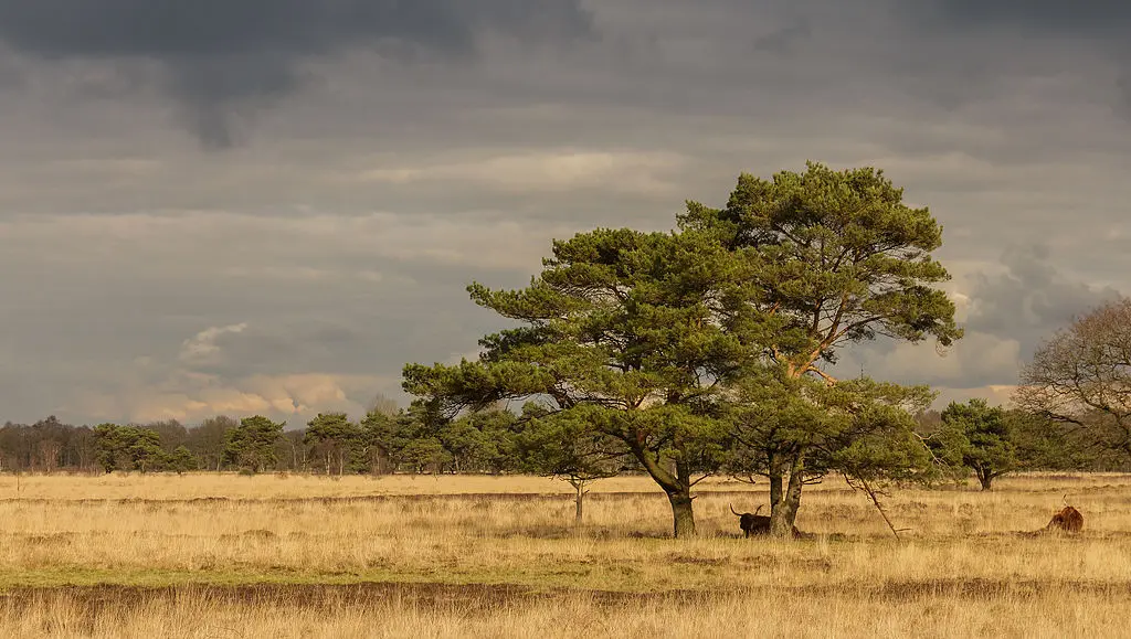 Scots Pine Seeds - Image 6