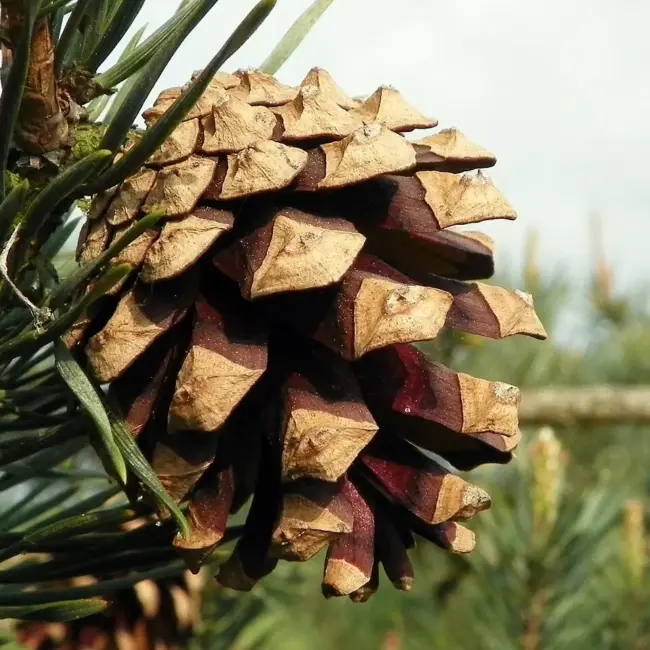 Scots Pine Seeds