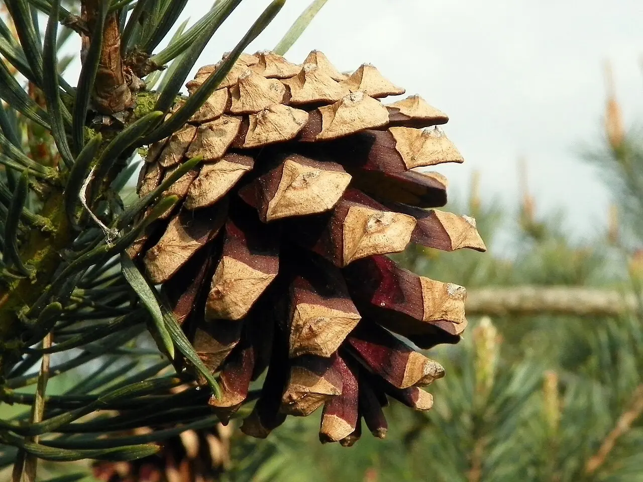 Scots Pine Seeds